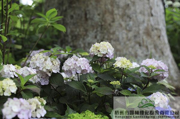 彩运网(中国游)官方网站