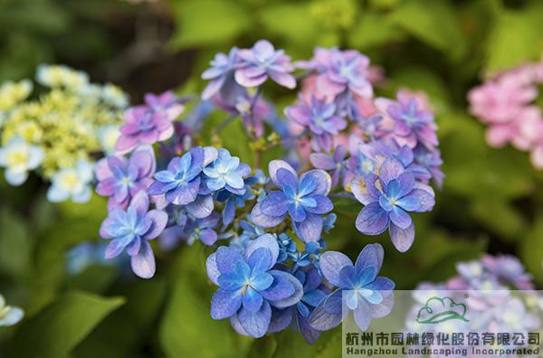 彩运网(中国游)官方网站