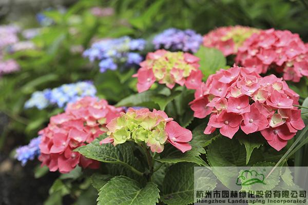 彩运网(中国游)官方网站