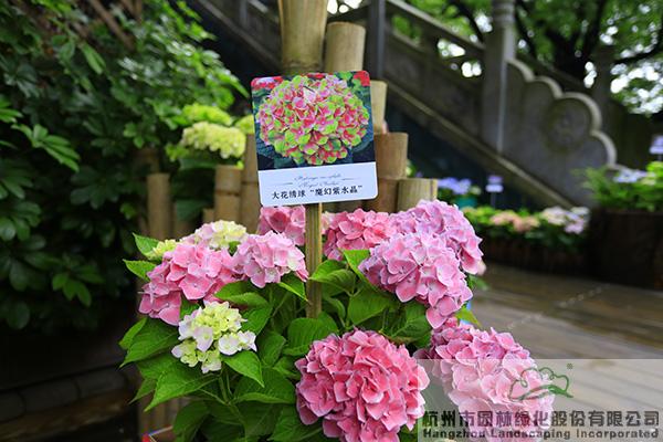 彩运网(中国游)官方网站