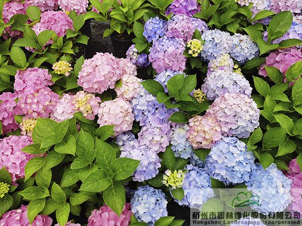 彩运网(中国游)官方网站