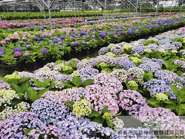 彩运网(中国游)官方网站