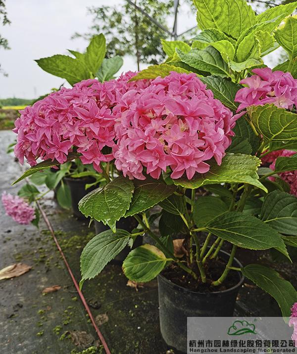 彩运网(中国游)官方网站