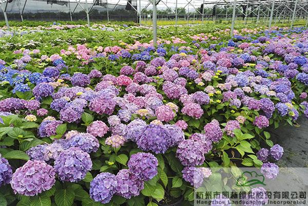 彩运网(中国游)官方网站