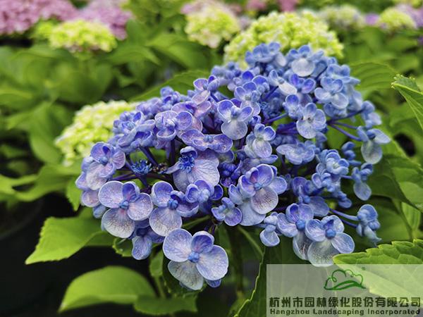 彩运网(中国游)官方网站