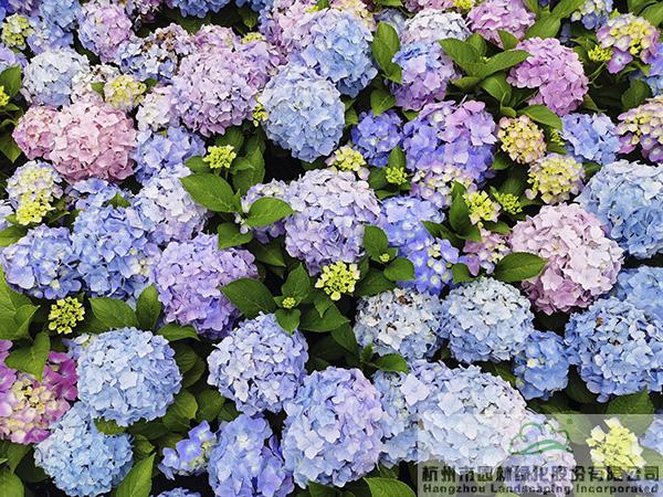 彩运网(中国游)官方网站