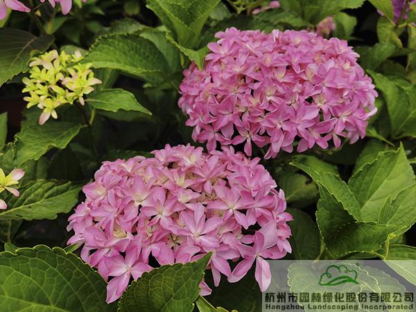 彩运网(中国游)官方网站