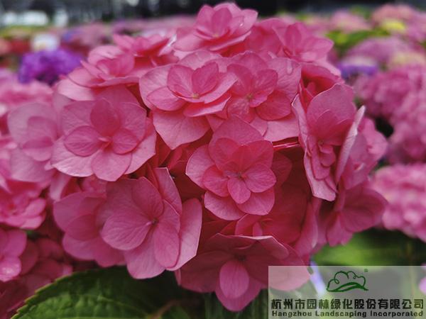 彩运网(中国游)官方网站