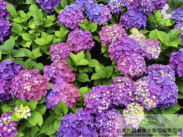 彩运网(中国游)官方网站