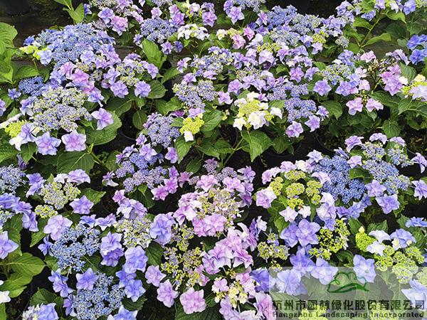 彩运网(中国游)官方网站