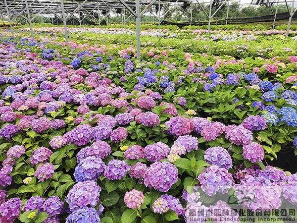 彩运网(中国游)官方网站