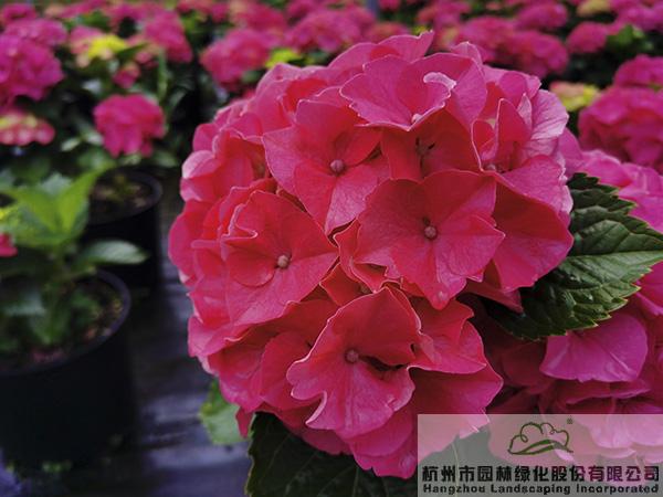 彩运网(中国游)官方网站