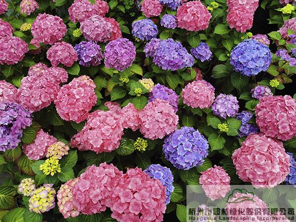 彩运网(中国游)官方网站