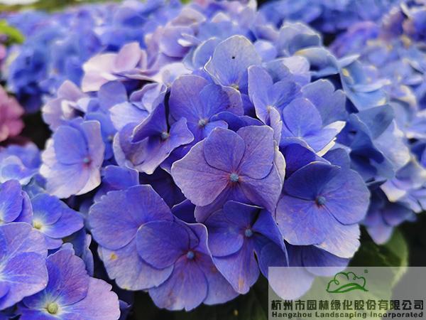 彩运网(中国游)官方网站