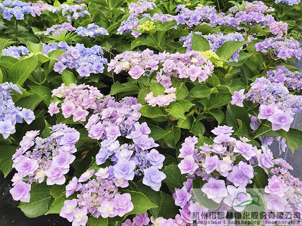 彩运网(中国游)官方网站