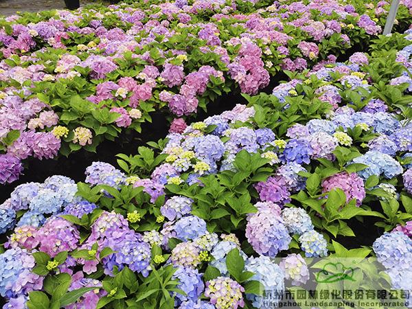 彩运网(中国游)官方网站