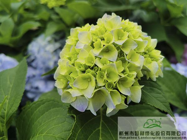 彩运网(中国游)官方网站