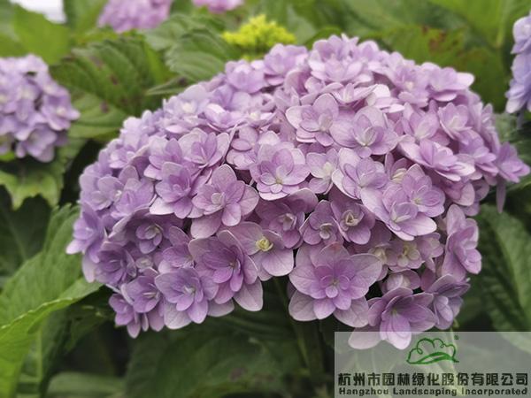 彩运网(中国游)官方网站