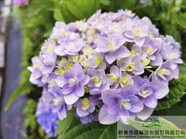 彩运网(中国游)官方网站