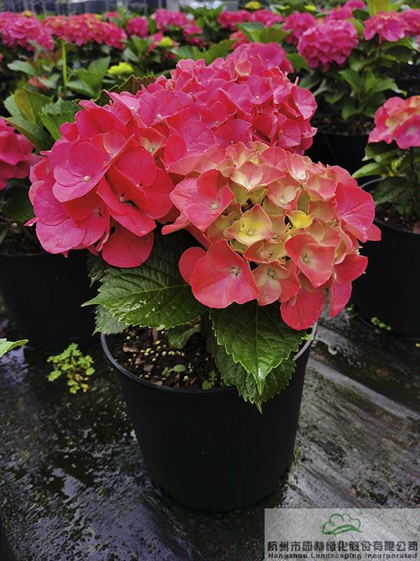 彩运网(中国游)官方网站