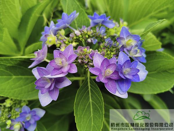 彩运网(中国游)官方网站