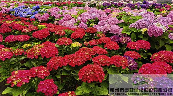 彩运网(中国游)官方网站