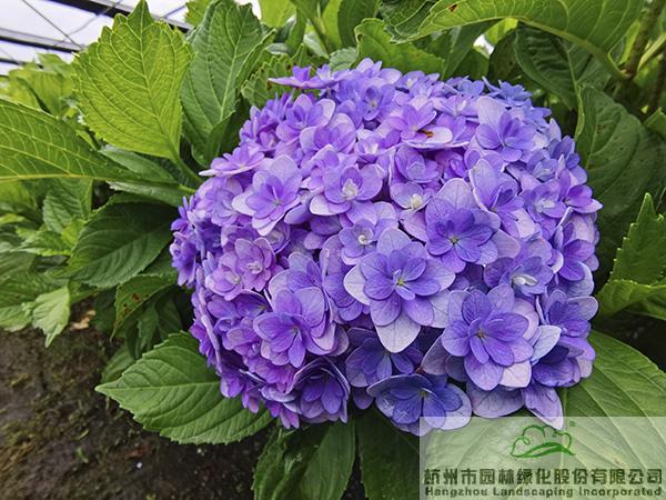 彩运网(中国游)官方网站