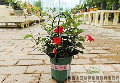 彩运网(中国游)官方网站