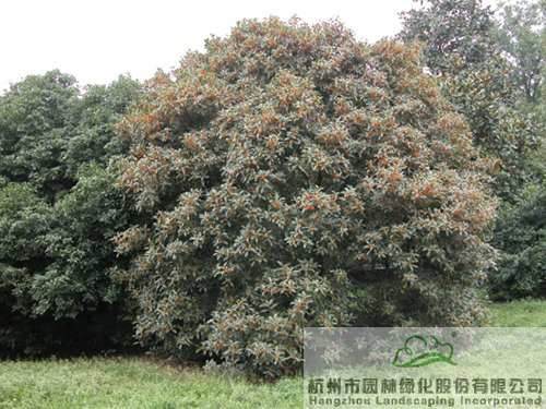 彩运网(中国游)官方网站