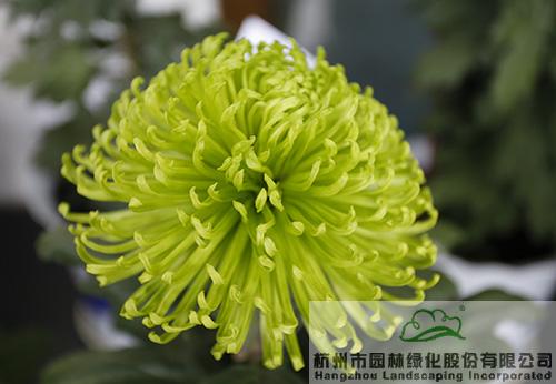 彩运网(中国游)官方网站