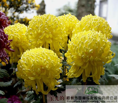 彩运网(中国游)官方网站