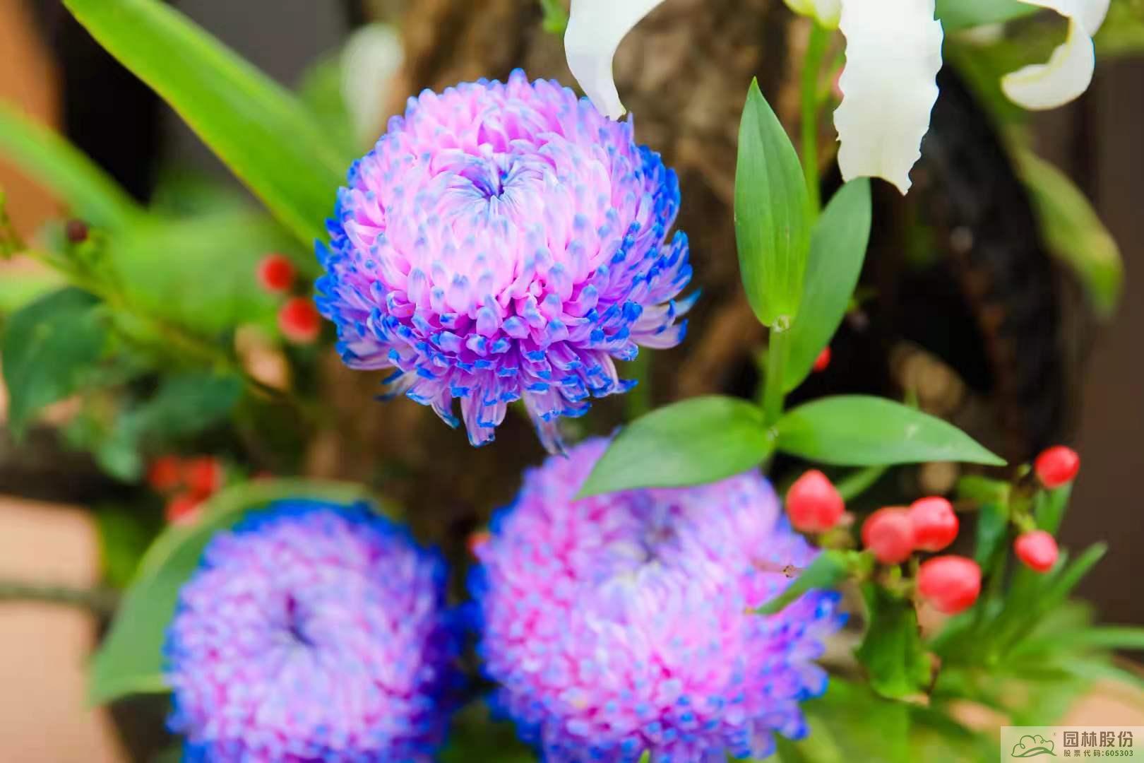 彩运网(中国游)官方网站