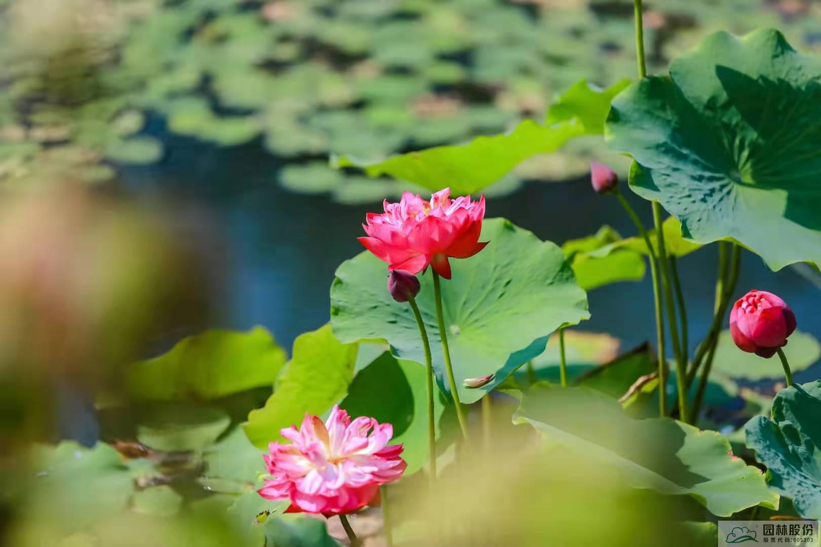 彩运网(中国游)官方网站