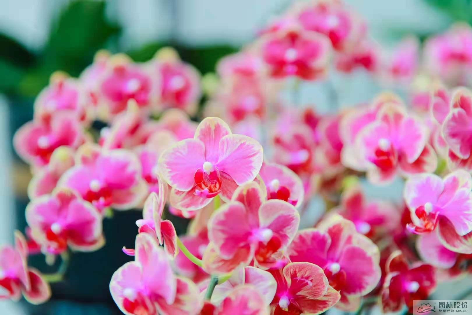 彩运网(中国游)官方网站