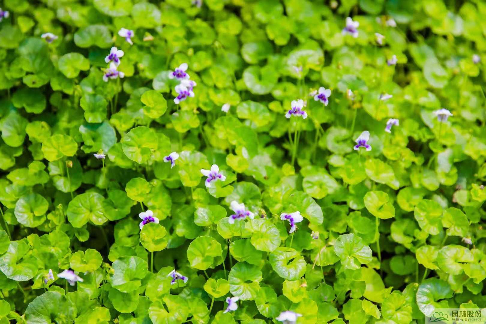 彩运网(中国游)官方网站