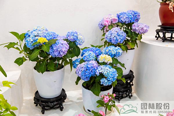 彩运网(中国游)官方网站