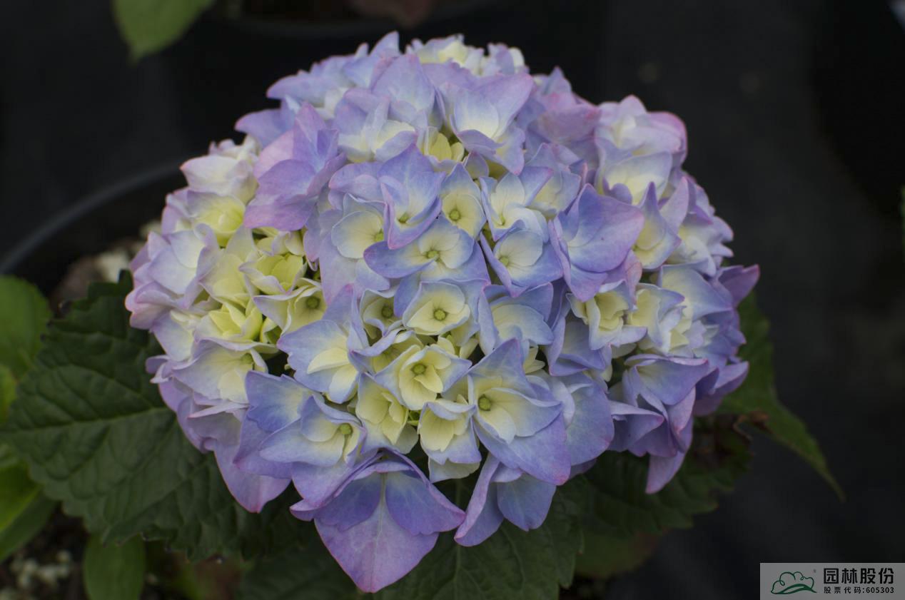 彩运网(中国游)官方网站