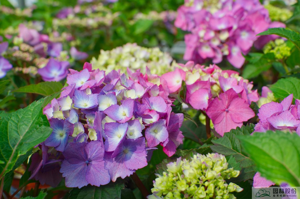 彩运网(中国游)官方网站