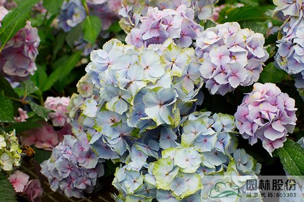 彩运网(中国游)官方网站