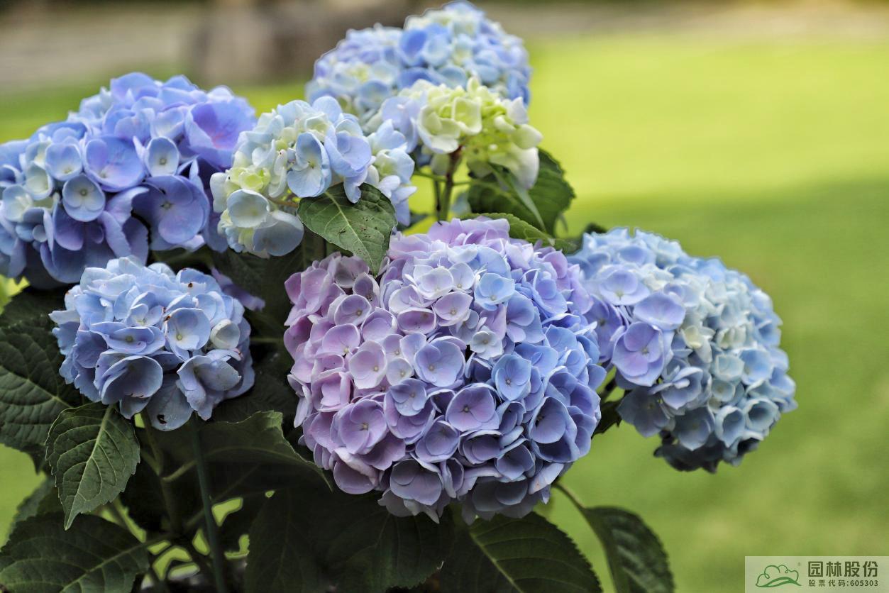 彩运网(中国游)官方网站