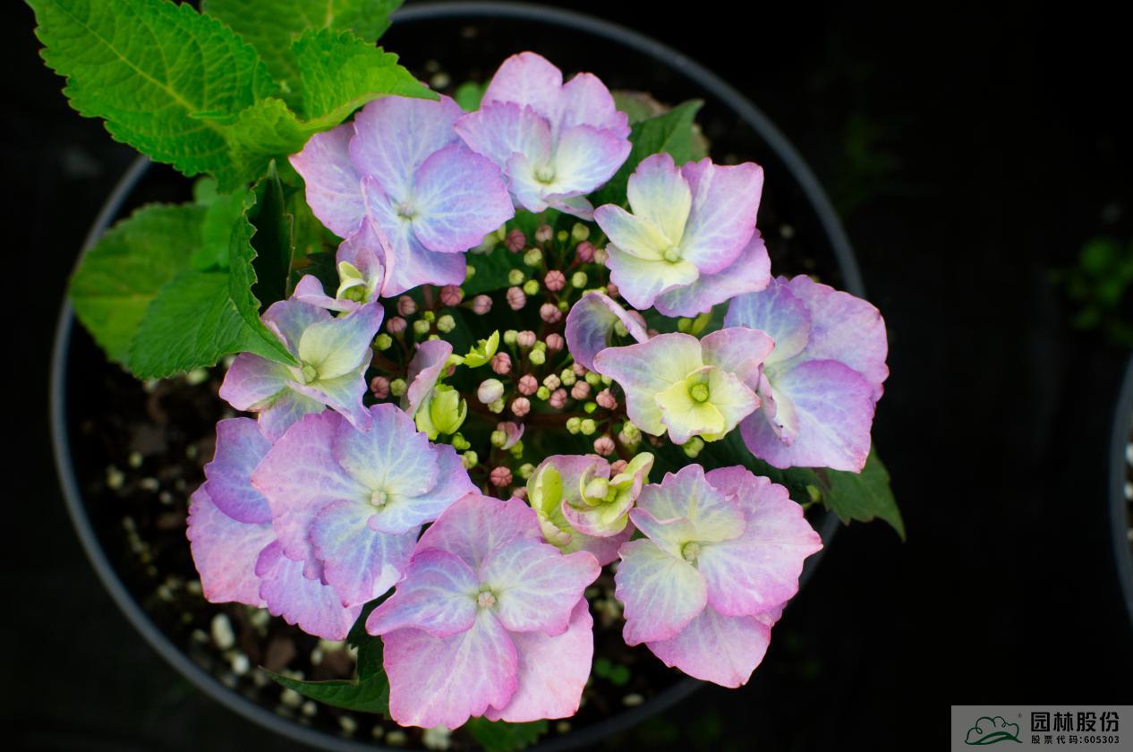 彩运网(中国游)官方网站