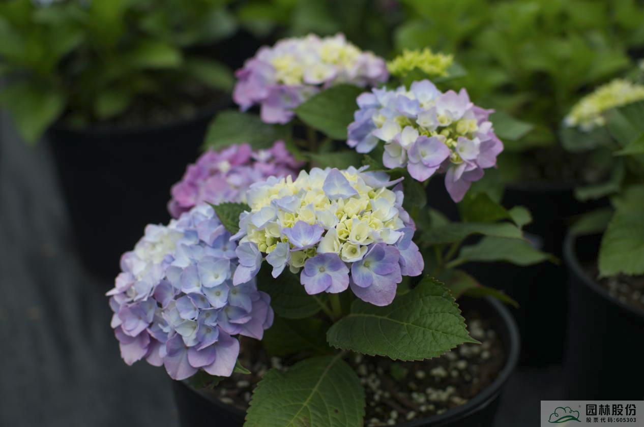 彩运网(中国游)官方网站