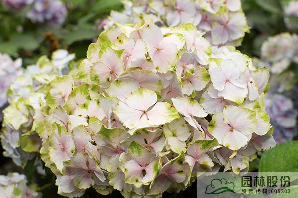 彩运网(中国游)官方网站