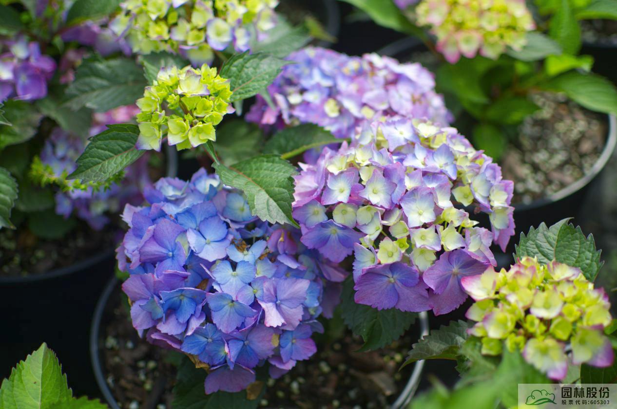 彩运网(中国游)官方网站