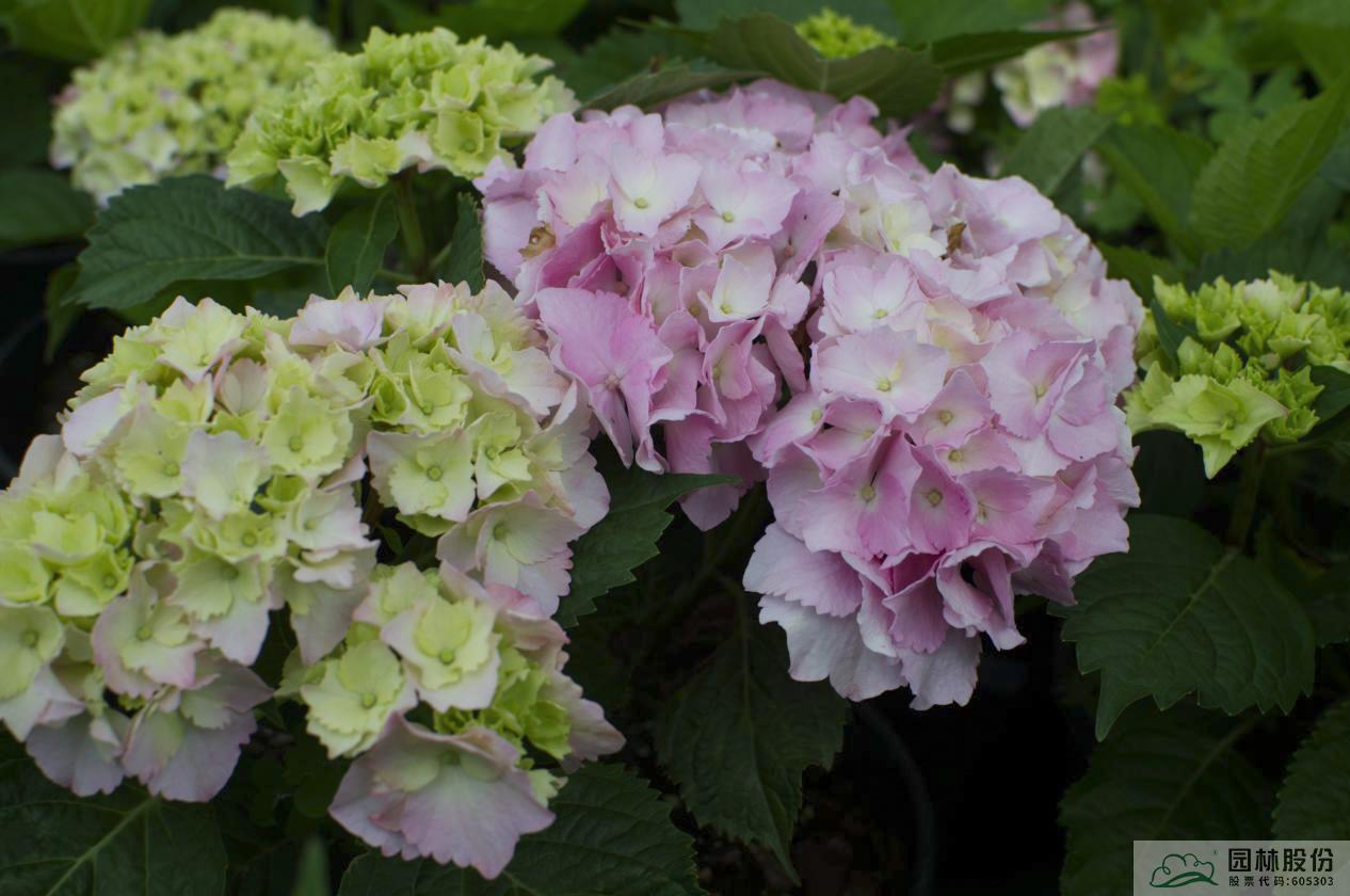 彩运网(中国游)官方网站