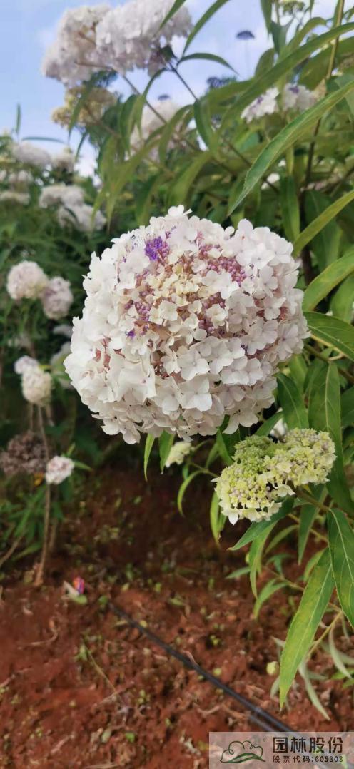 彩运网(中国游)官方网站