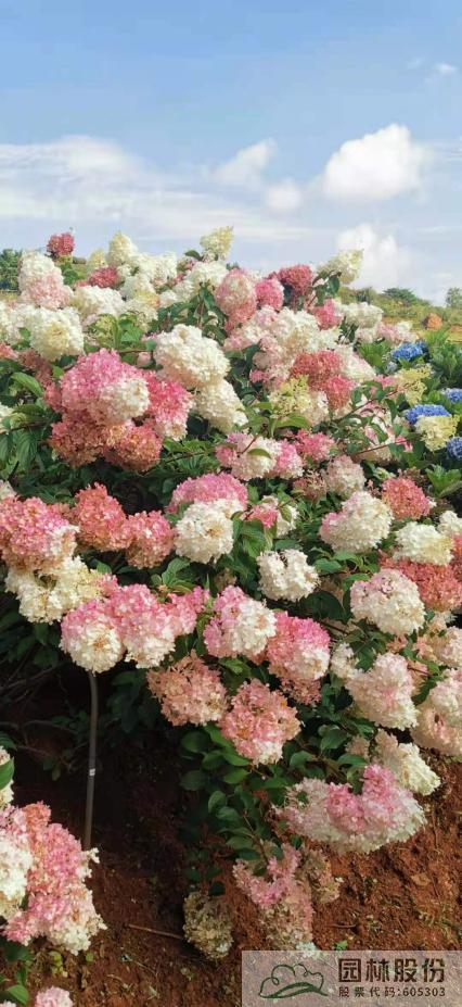 彩运网(中国游)官方网站