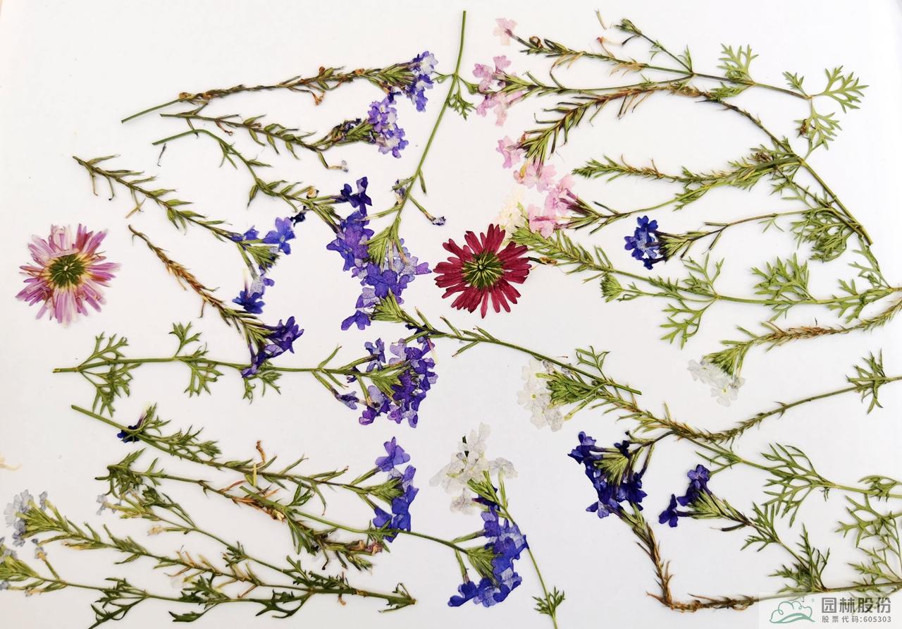 彩运网(中国游)官方网站