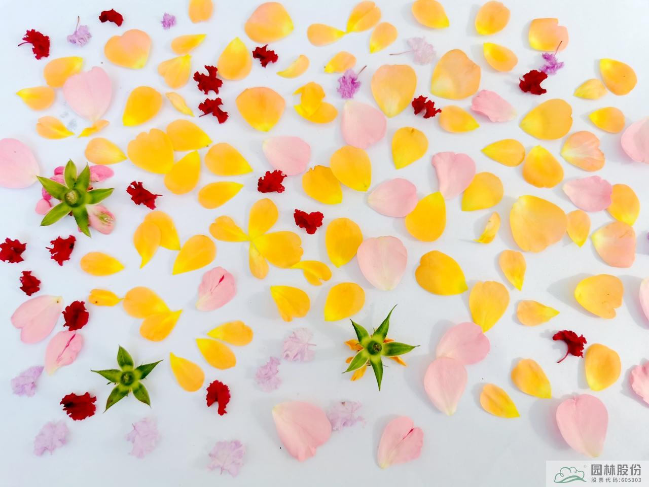 彩运网(中国游)官方网站