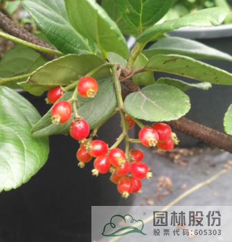 彩运网(中国游)官方网站